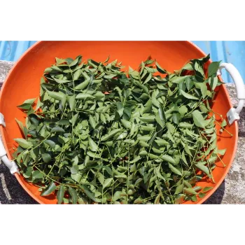 Dry Curry Leaves